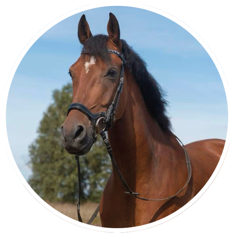 Brightfields Stables – Brightfields Stables