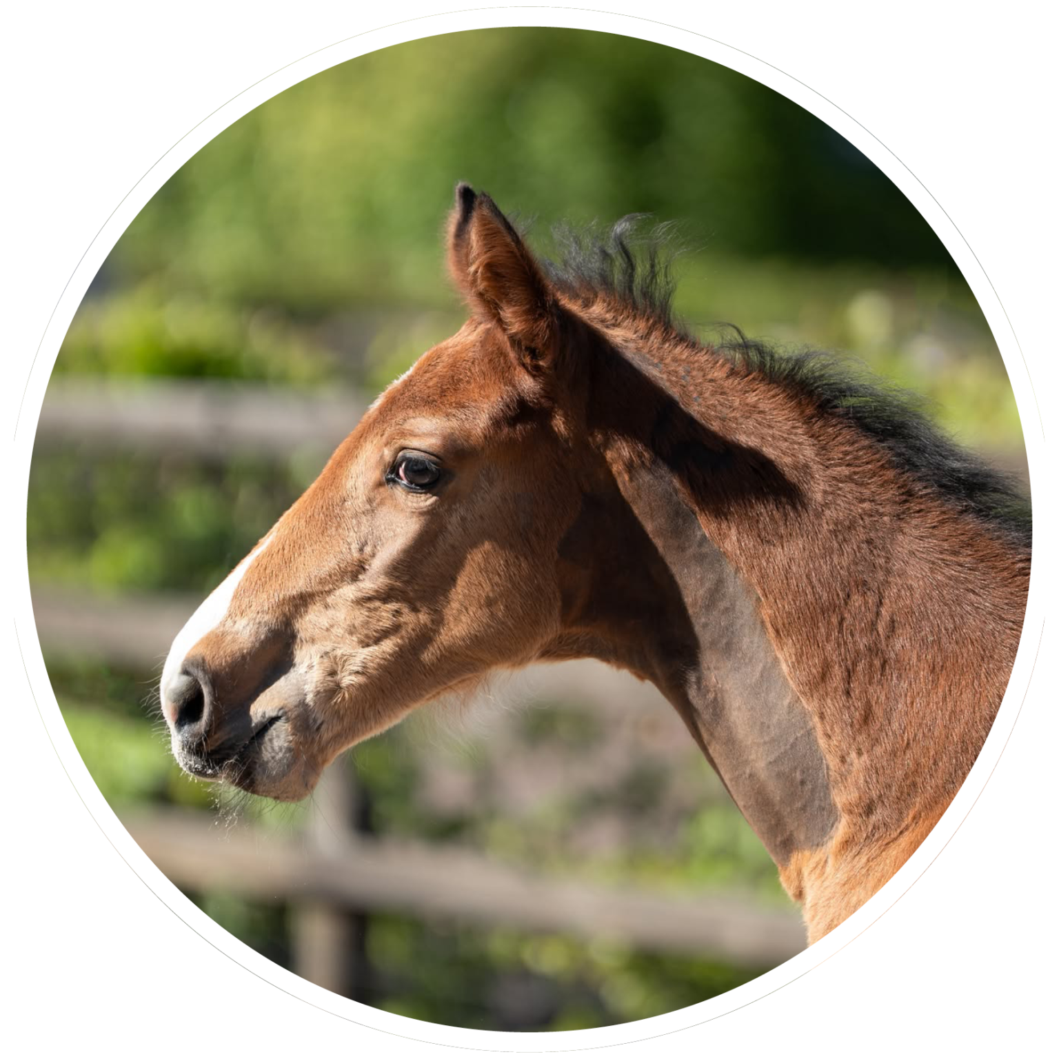 Brightfields Stables – Brightfields Stables