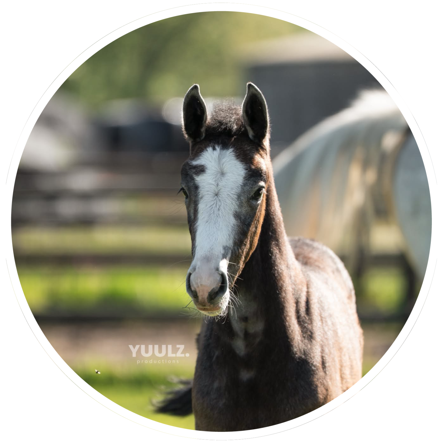 Brightfields Stables – Brightfields Stables