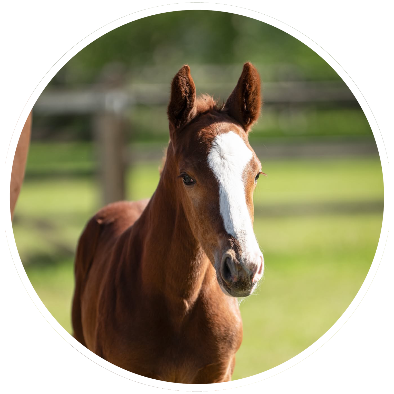 Brightfields Stables – Brightfields Stables