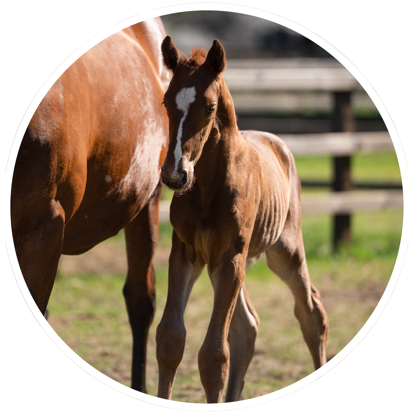Brightfields Stables – Brightfields Stables