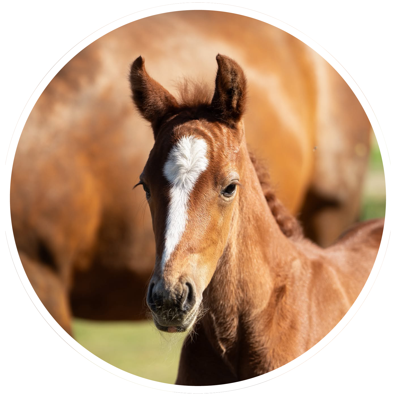 Brightfields Stables – Brightfields Stables