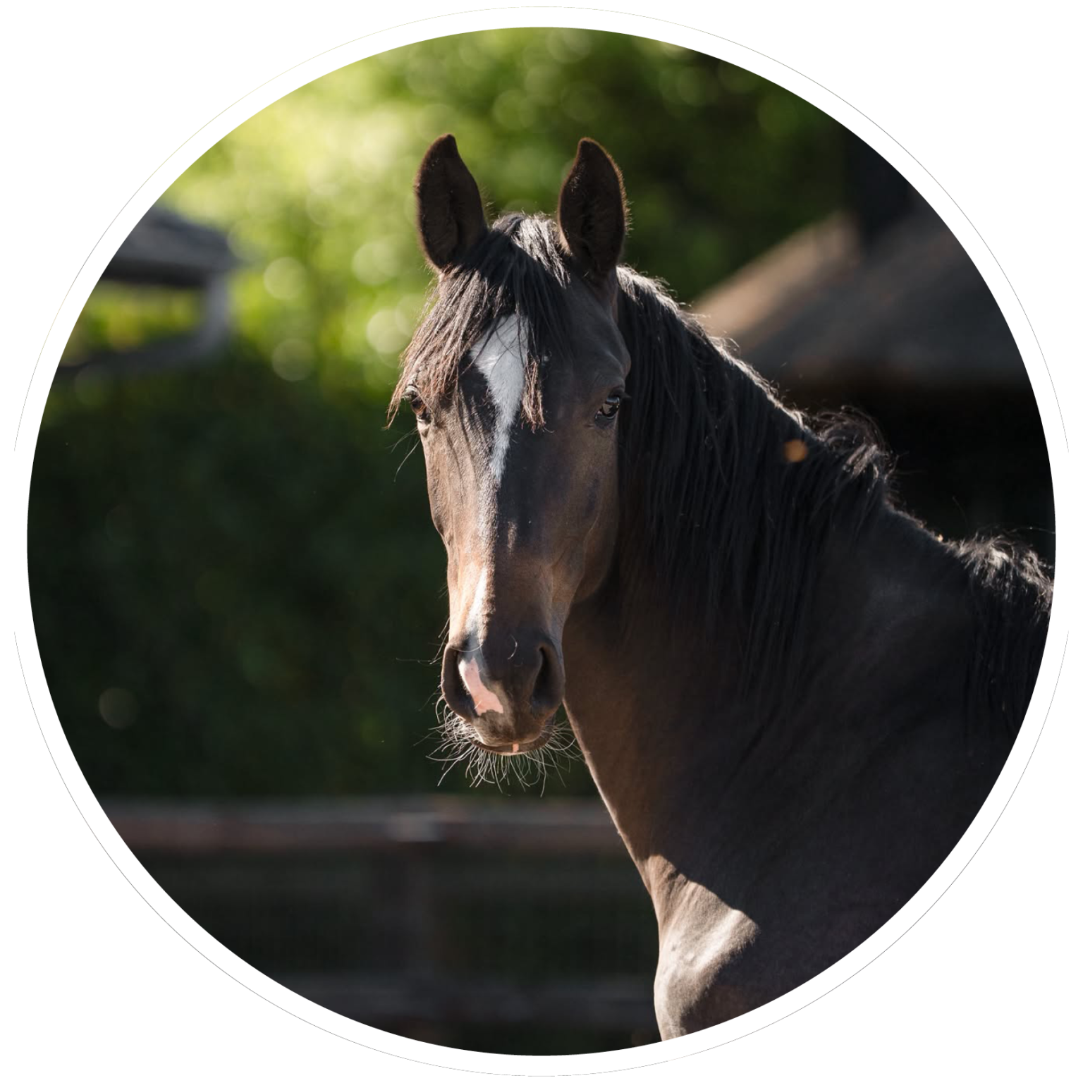 Brightfields Stables – Brightfields Stables